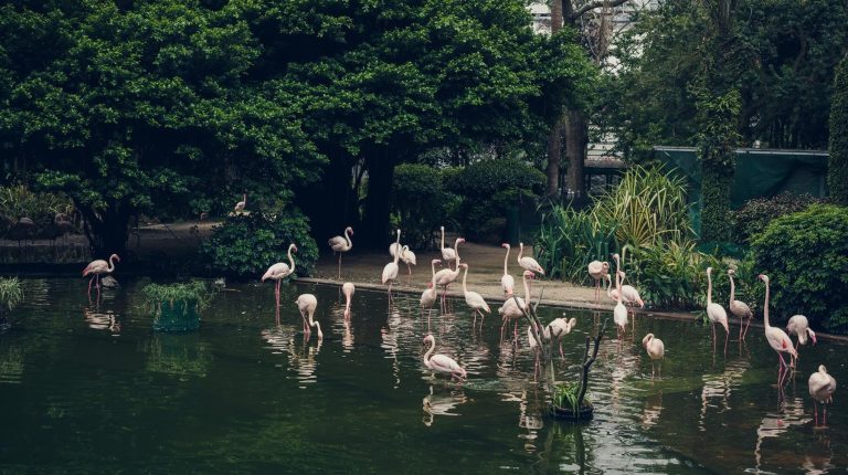 park-with-flamingo-middle-hong-k